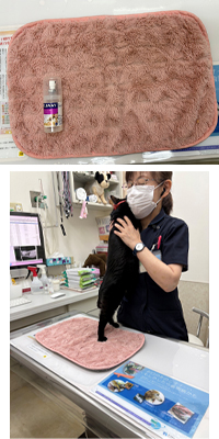 猫に優しい診療イメージ画像