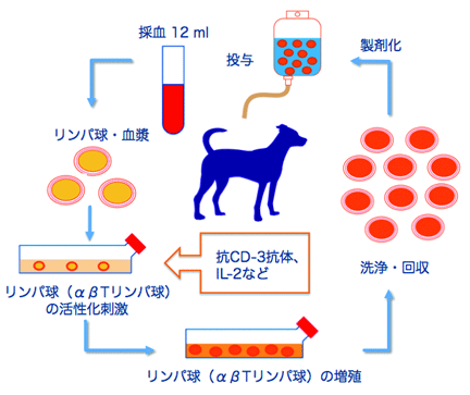 活性化リンパ球（CAT）療法図